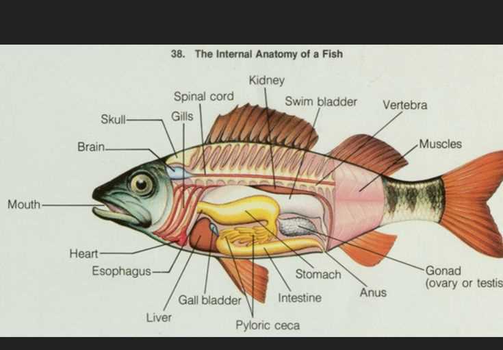 fish parts diagram