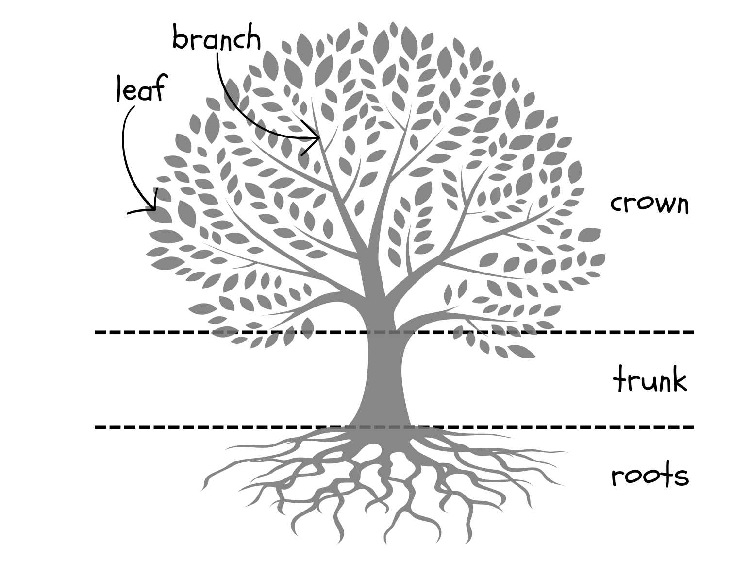 diagram of a tree and its parts