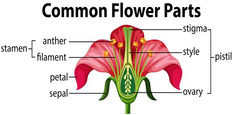 diagram of female part of flower