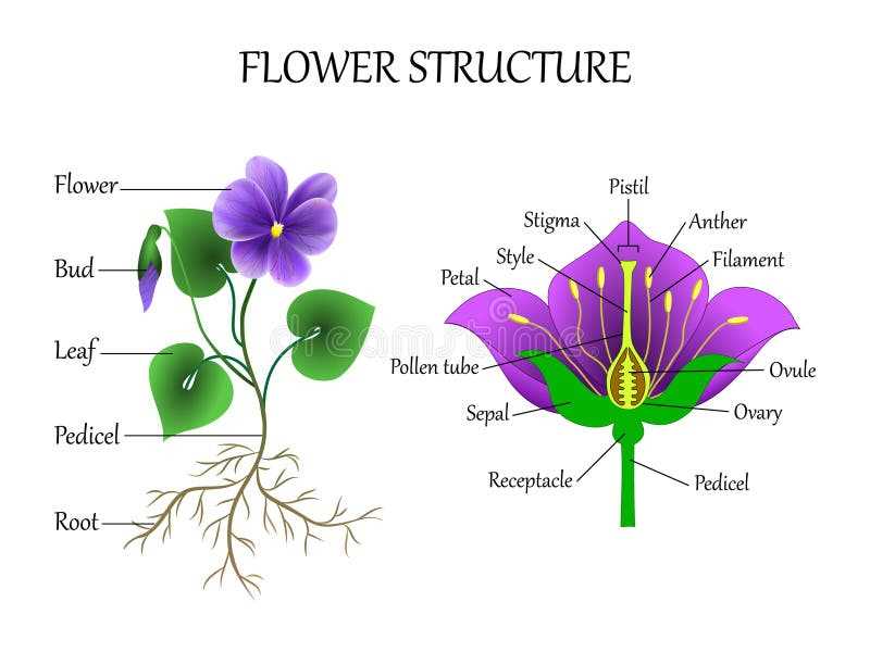 diagram of female part of flower