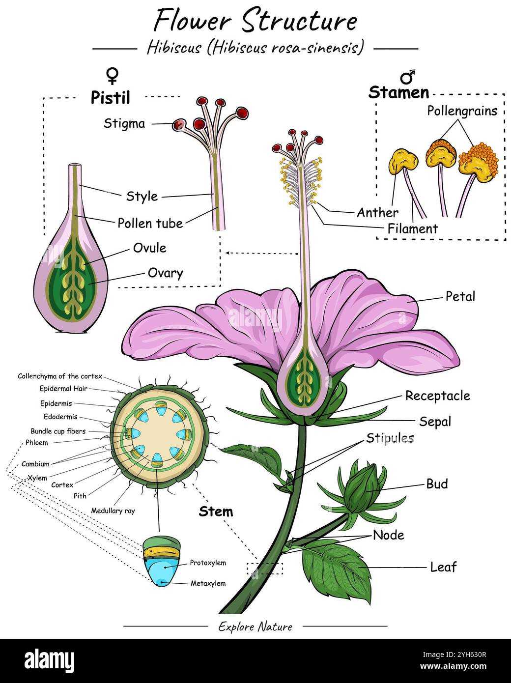 diagram of flower parts