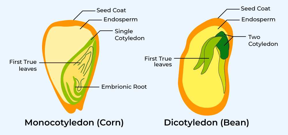 diagram of parts of a seed