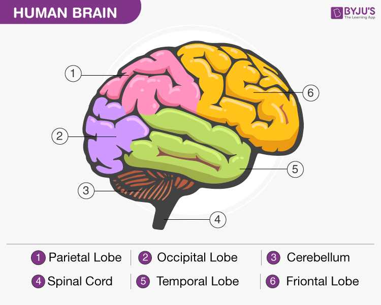 diagram of parts of the brain