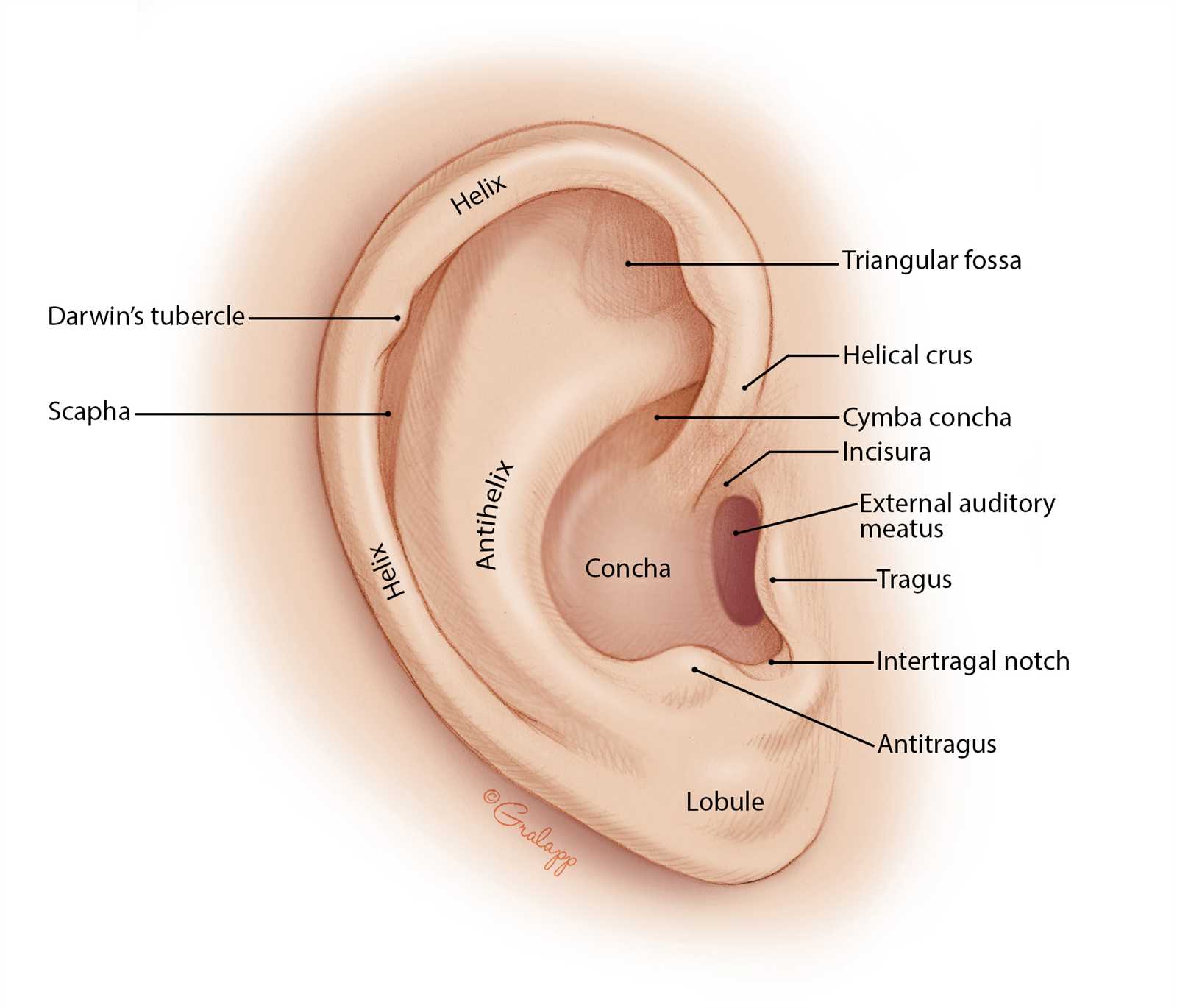 diagram of parts of the ear