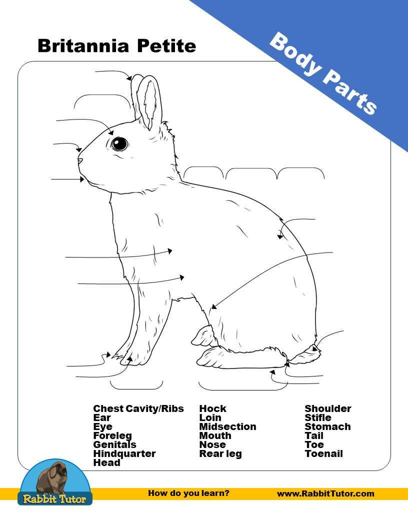 diagram of rabbit parts