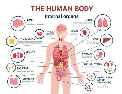 diagram of the human body parts