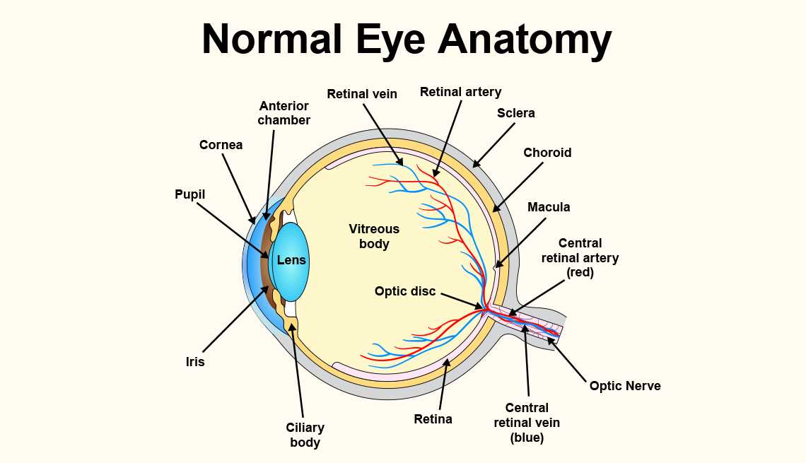 diagram of the parts of the eye