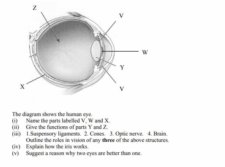 diagram of the parts of the eye