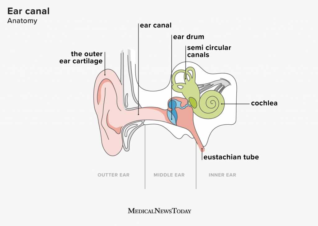 diagram parts ear