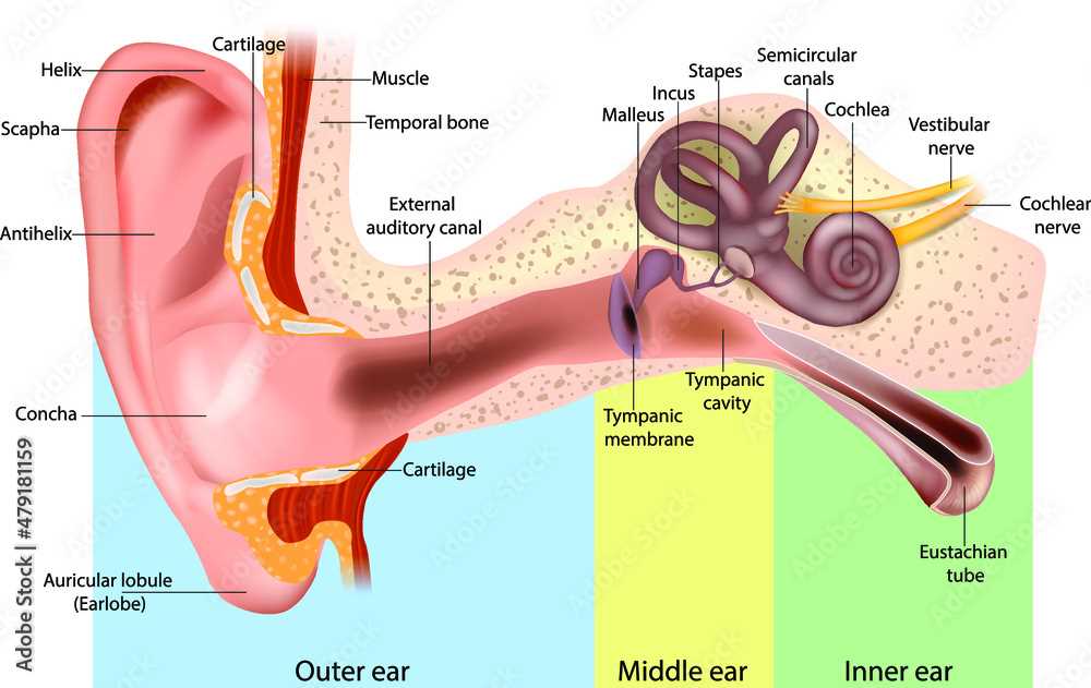 diagram parts ear