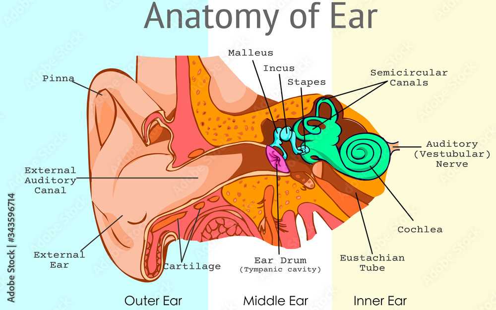 diagram parts ear