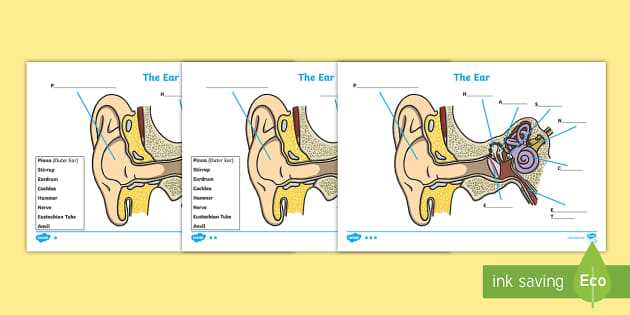 diagram parts ear