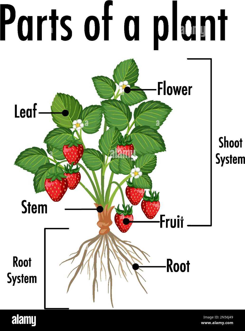 diagram parts of a plant