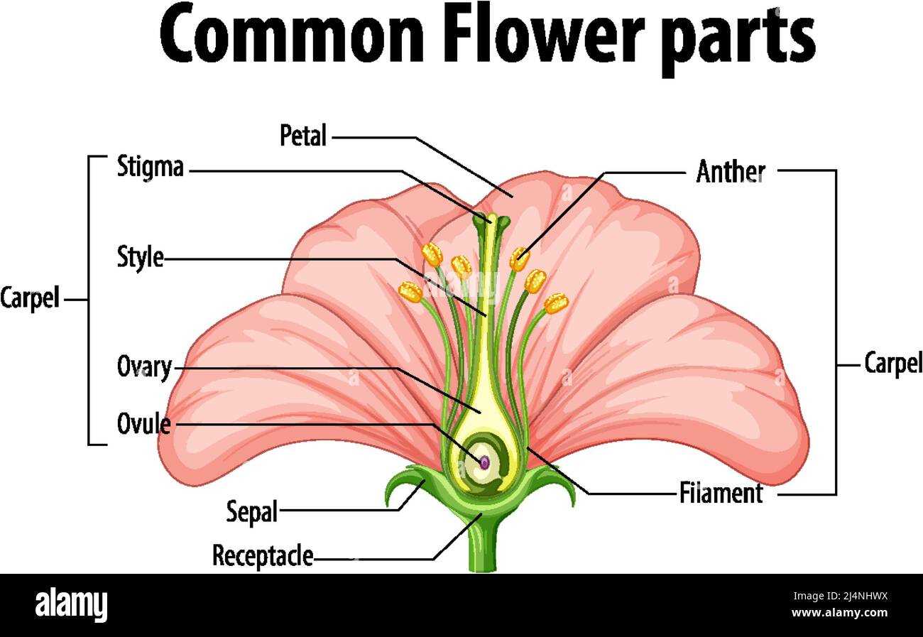 diagram parts