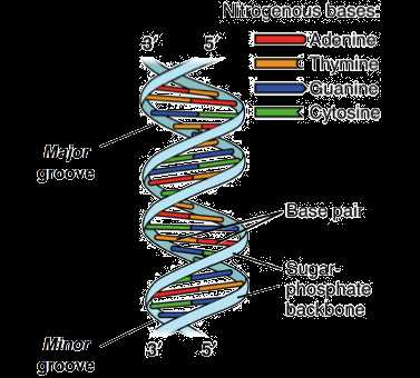 dna parts diagram