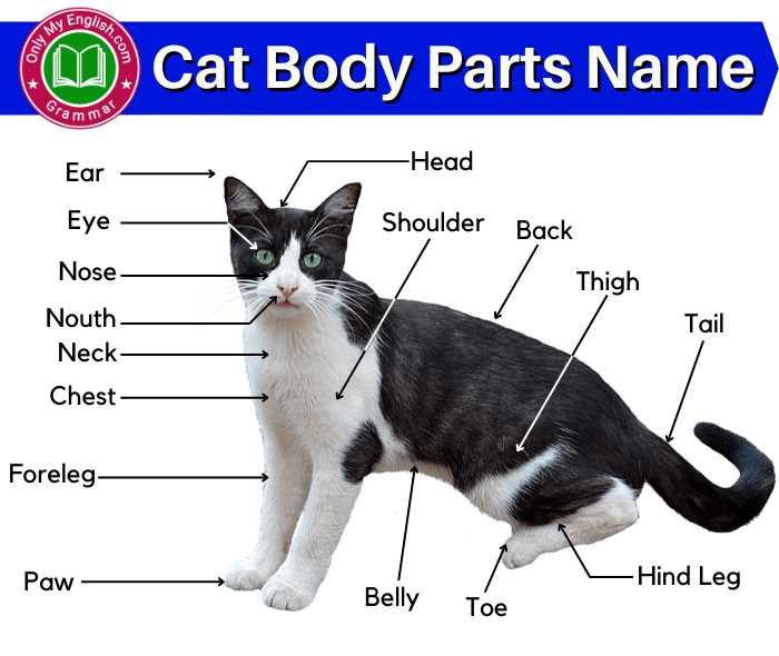 cat parts diagrams