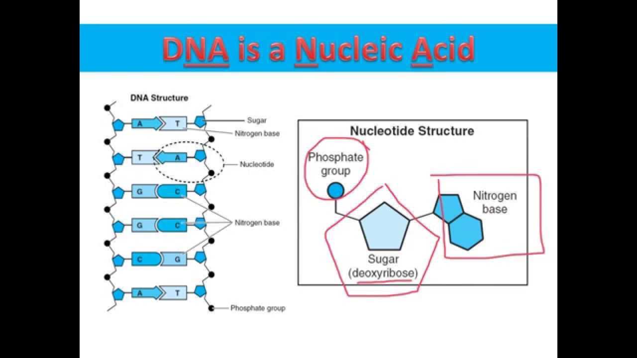 dna parts diagram