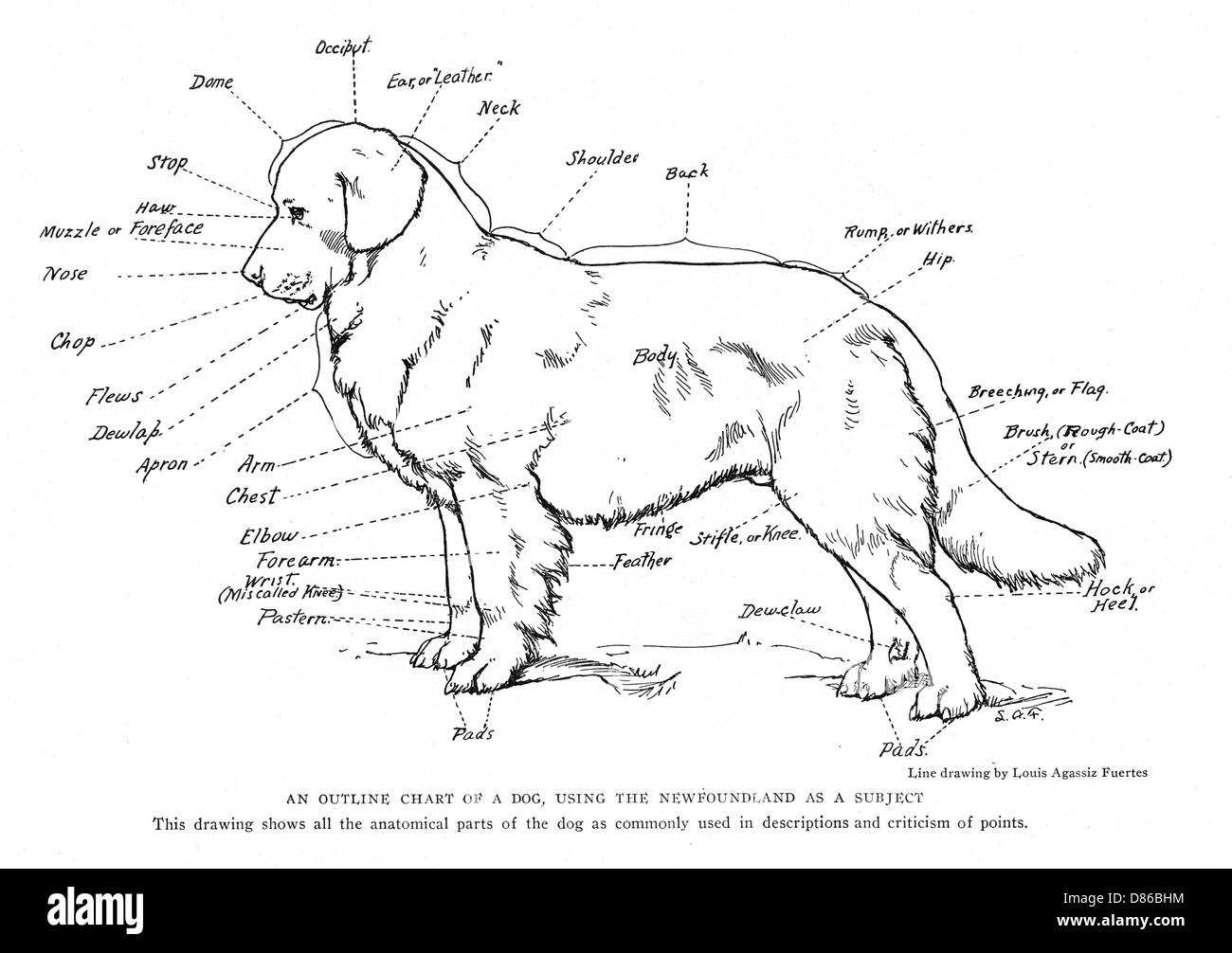 dog parts diagram