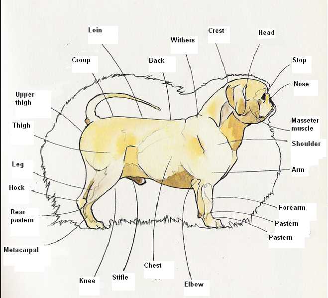 dog parts diagram