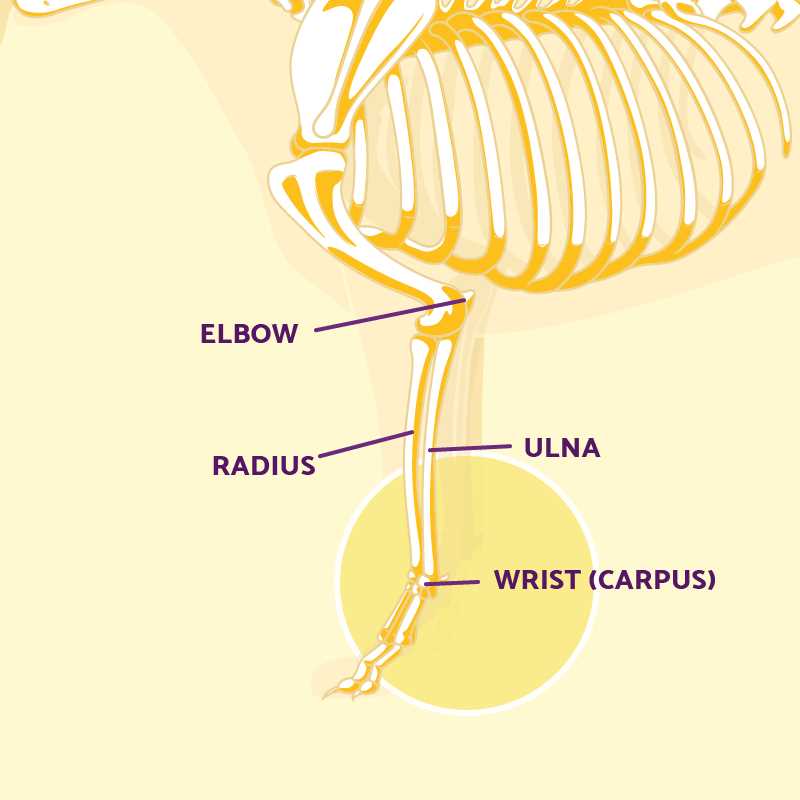 dog paw parts diagram