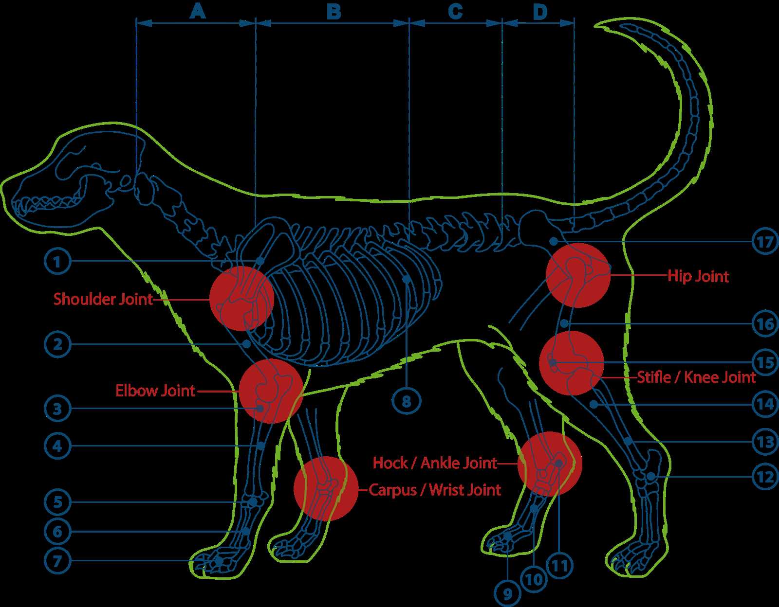 dog paw parts diagram