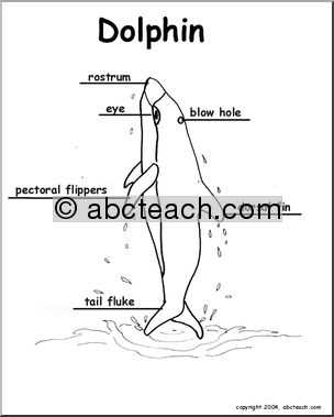 dolphin body parts diagram