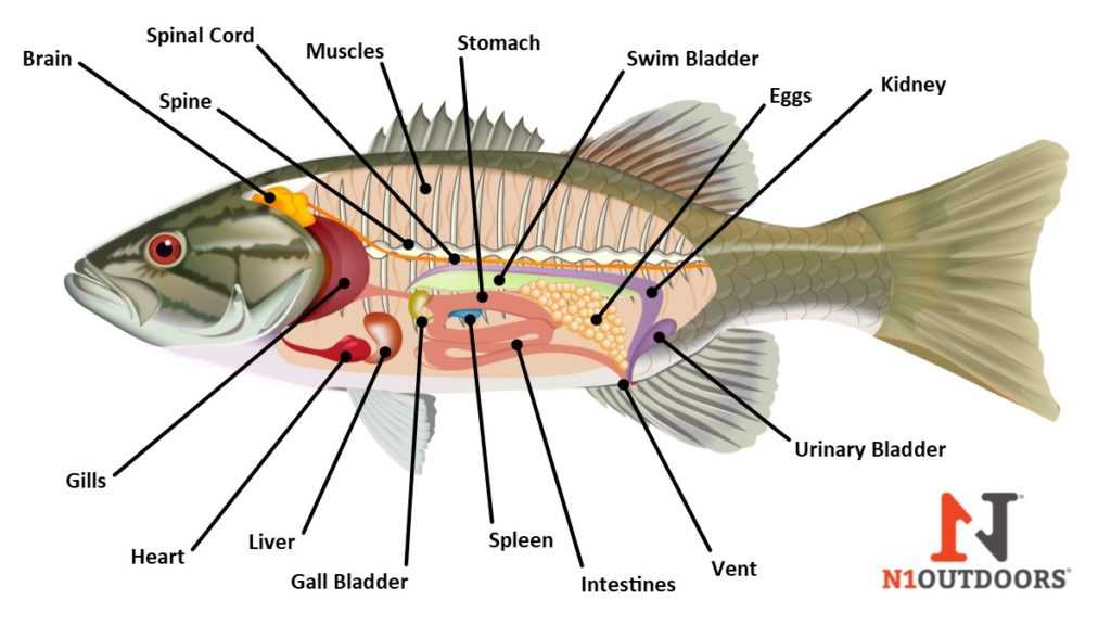 fish parts diagram