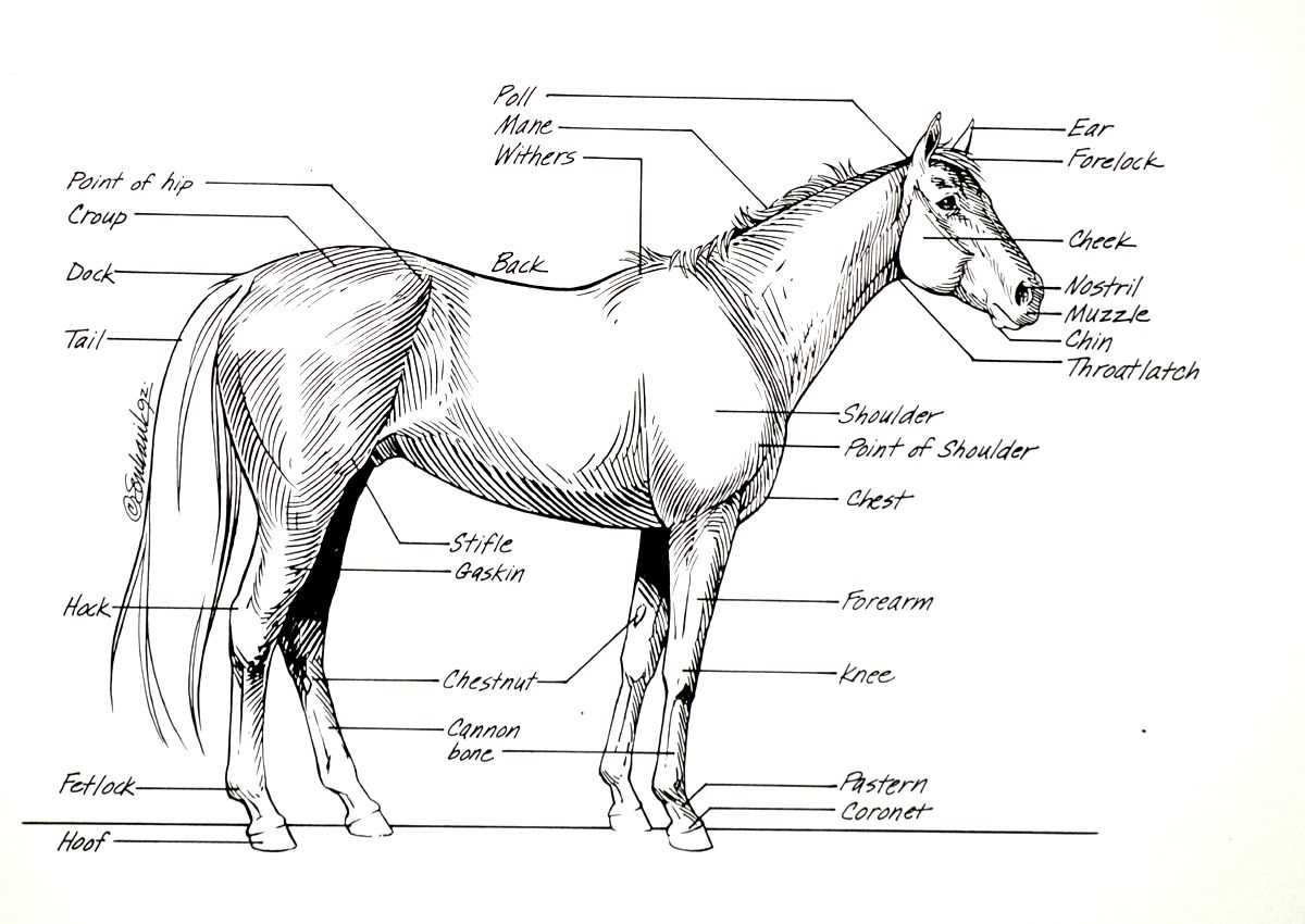 horse diagram body parts