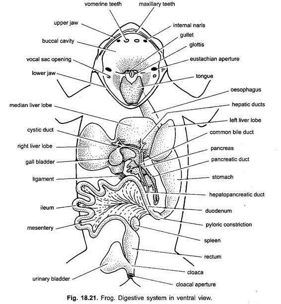 parts of a frog diagram