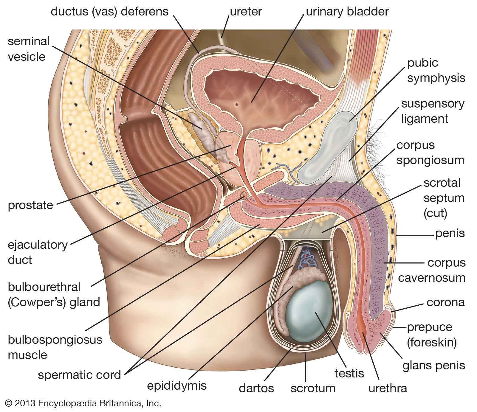 male parts diagram