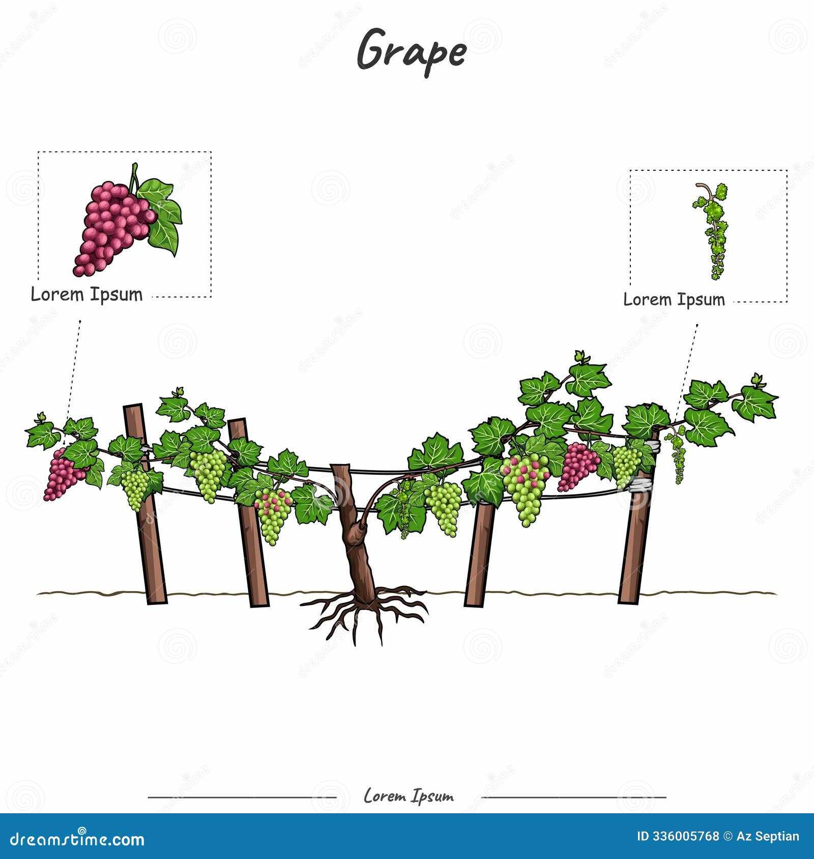 parts of a grape vine diagram