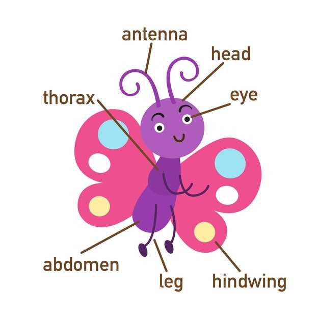 butterfly body parts diagram