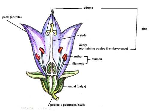 name of flower parts diagram