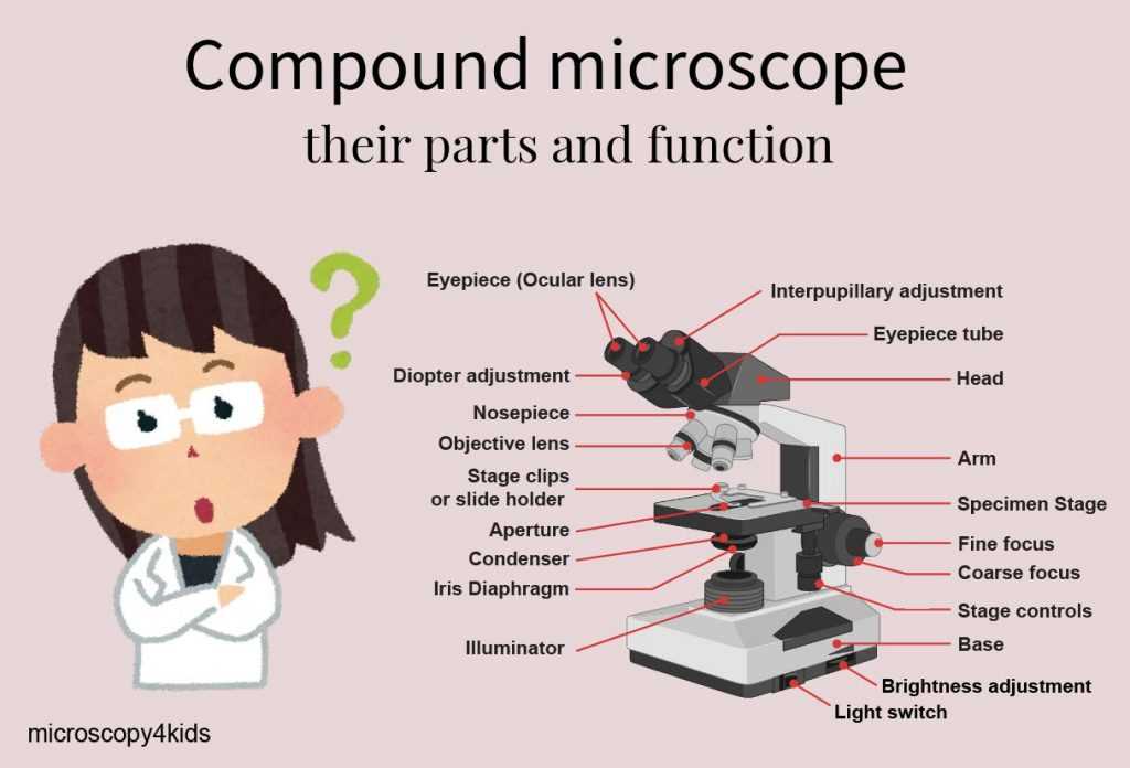 compound microscope parts diagram