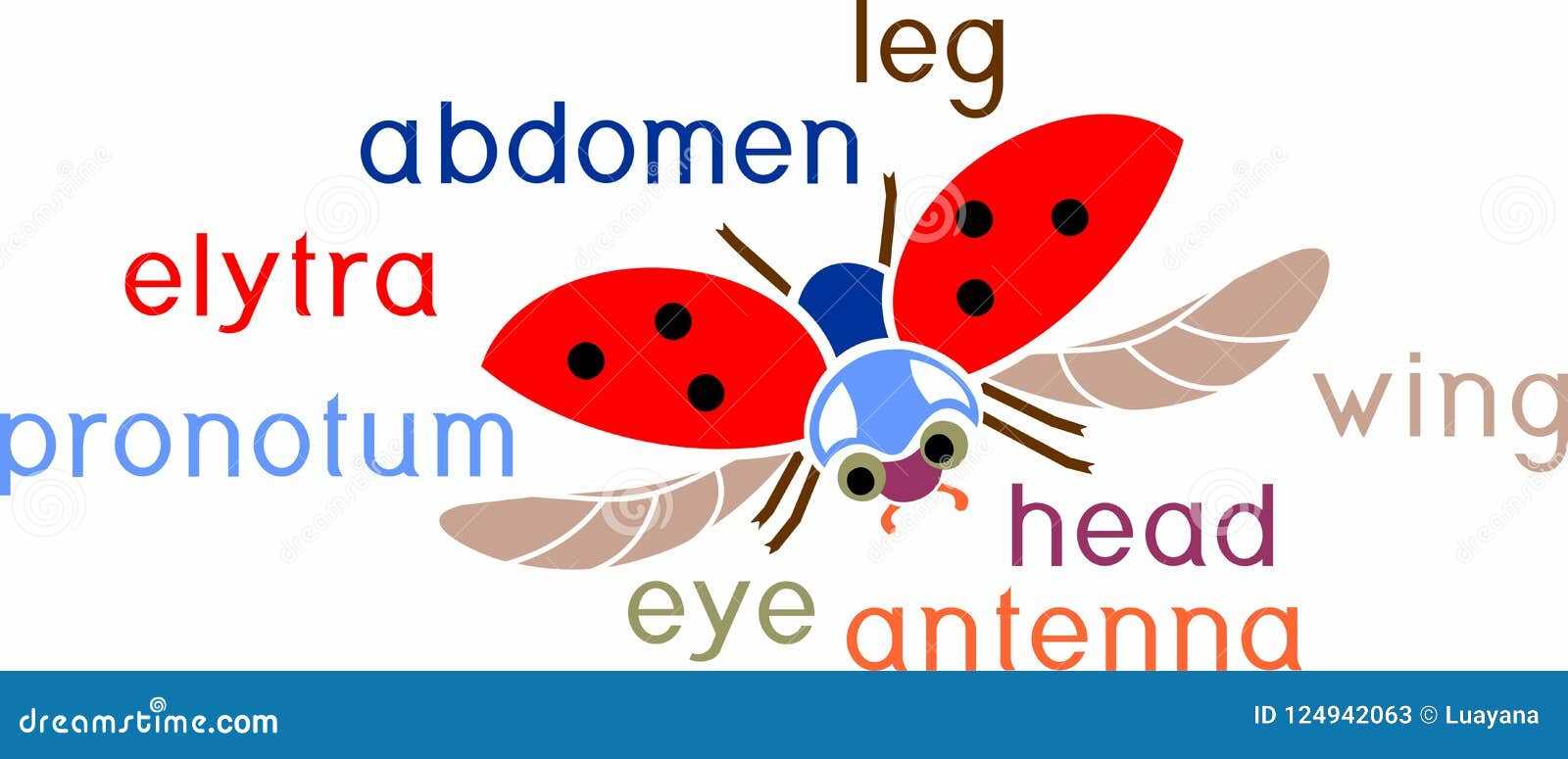 ladybug diagram body parts