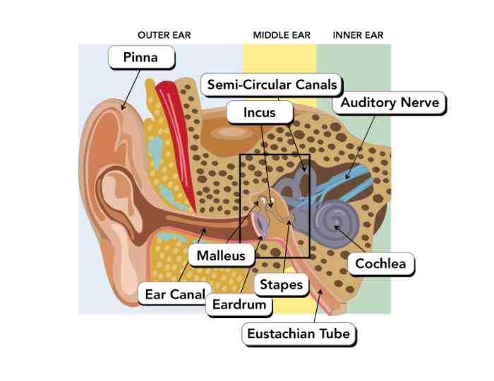 ear diagram parts