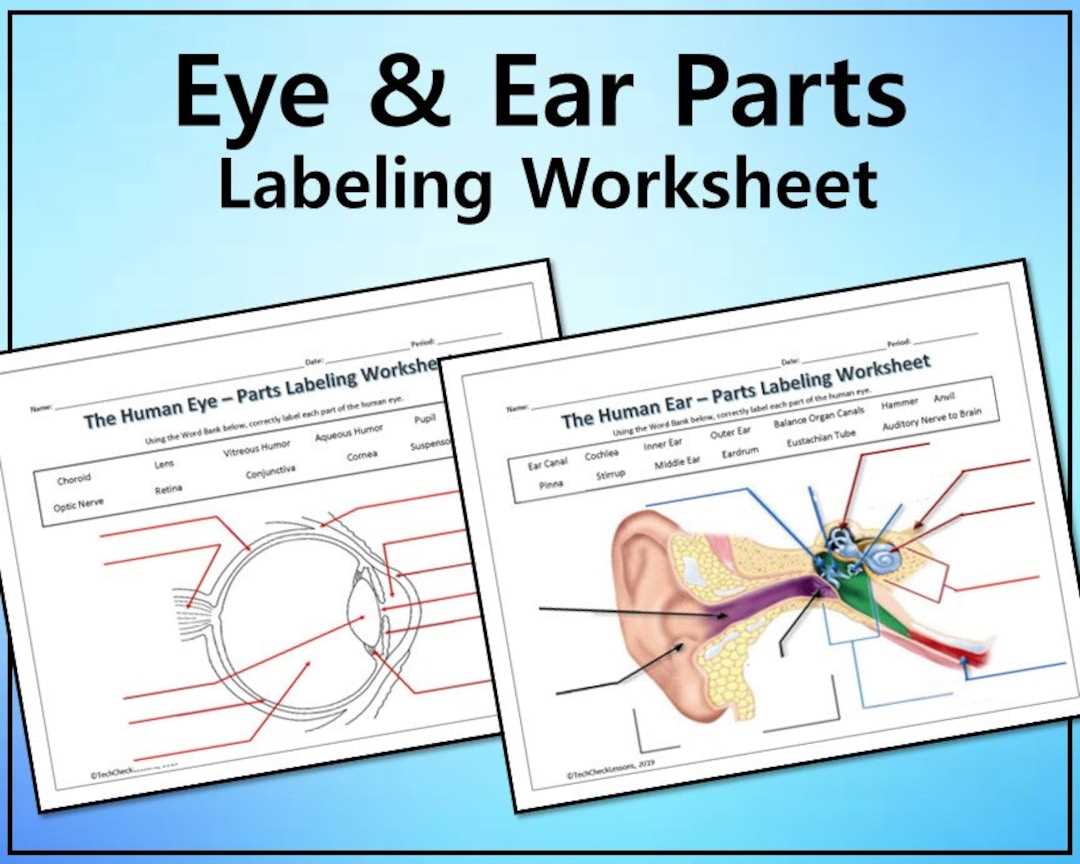 ear parts diagram