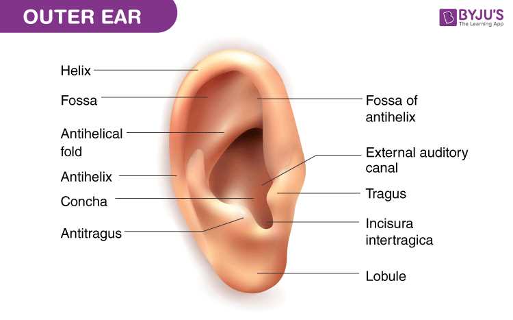 ear parts diagram