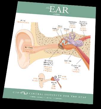 ear parts diagram