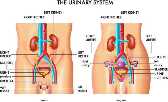 body parts female diagram