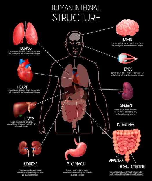 human internal body parts diagram