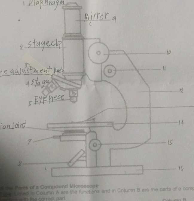 compound microscope parts diagram