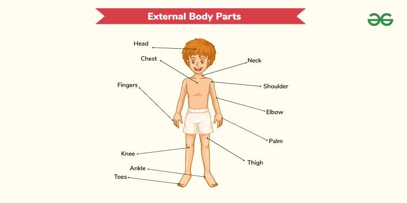 external body parts diagram