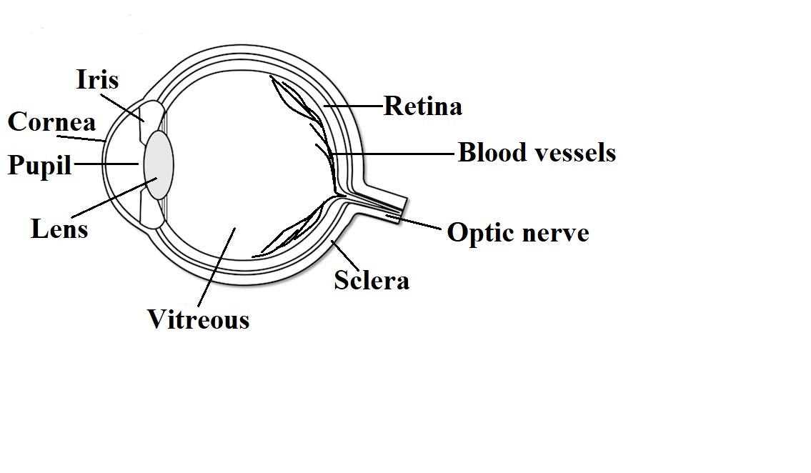 eye diagram parts