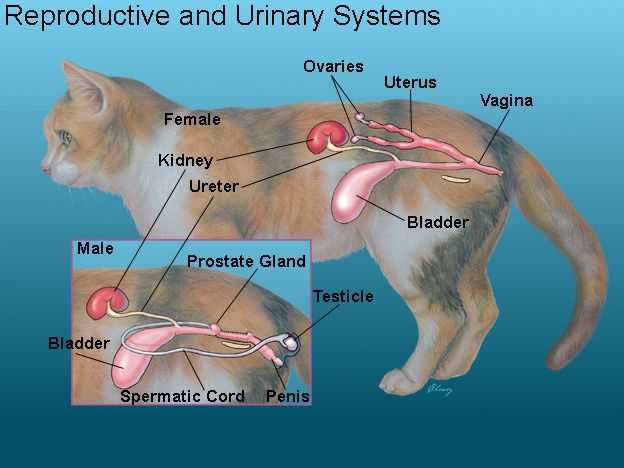 female cat body parts diagram