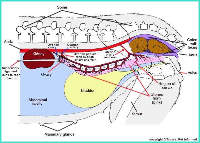 female cat body parts diagram