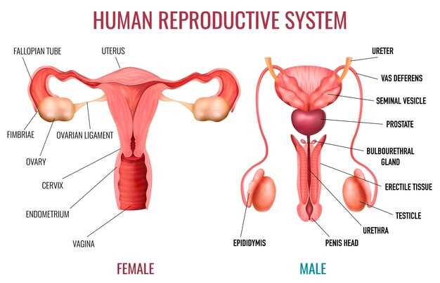 female parts diagram