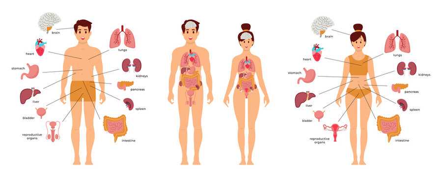 female sexual body parts diagram