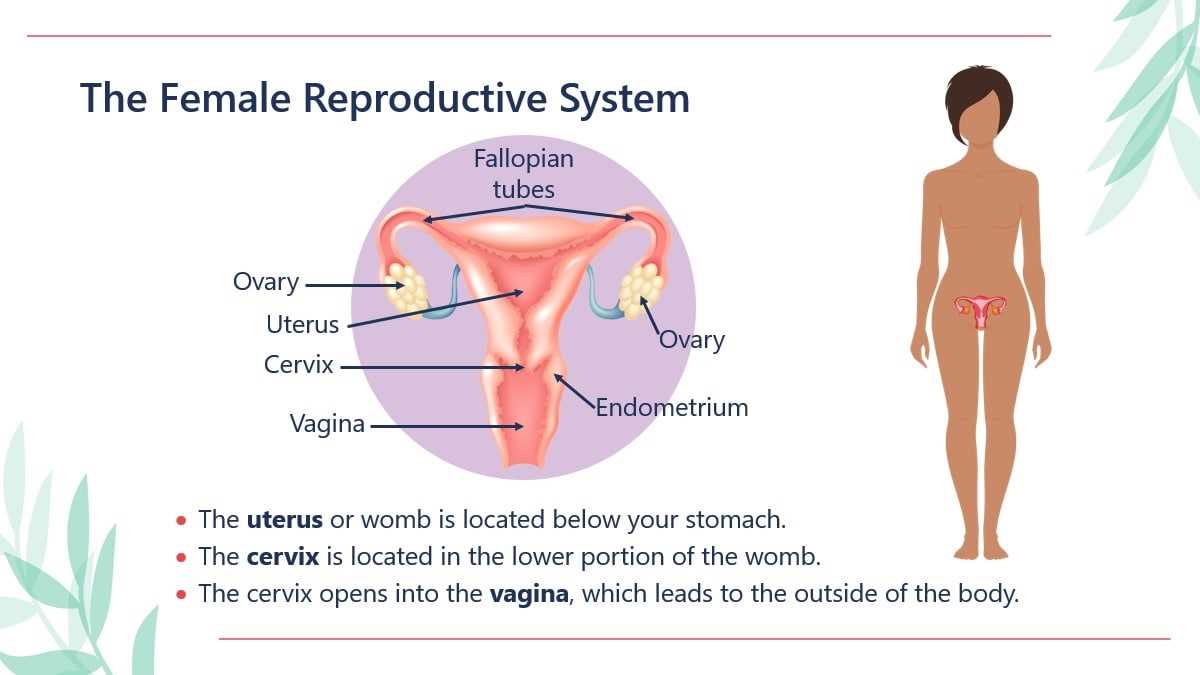 female sexual body parts diagram