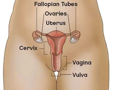 female sexual body parts diagram